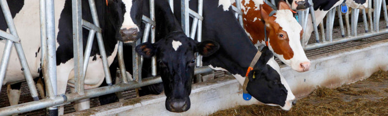 slider_koeien_1