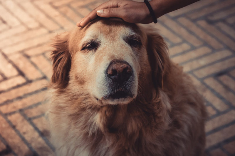 oudere_hond