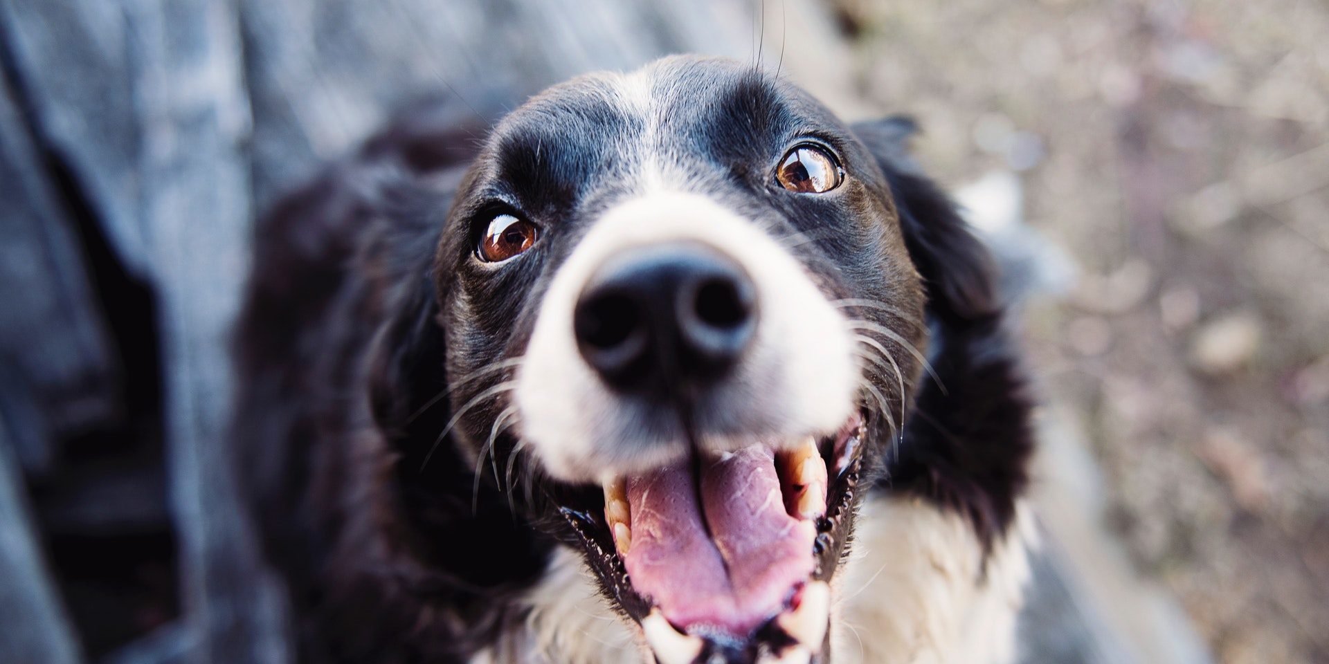 hond_tanden