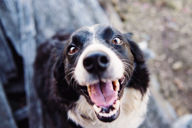 hond_tanden