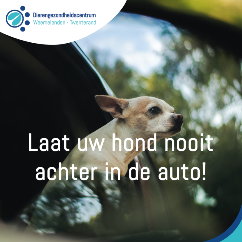 hond_in_auto