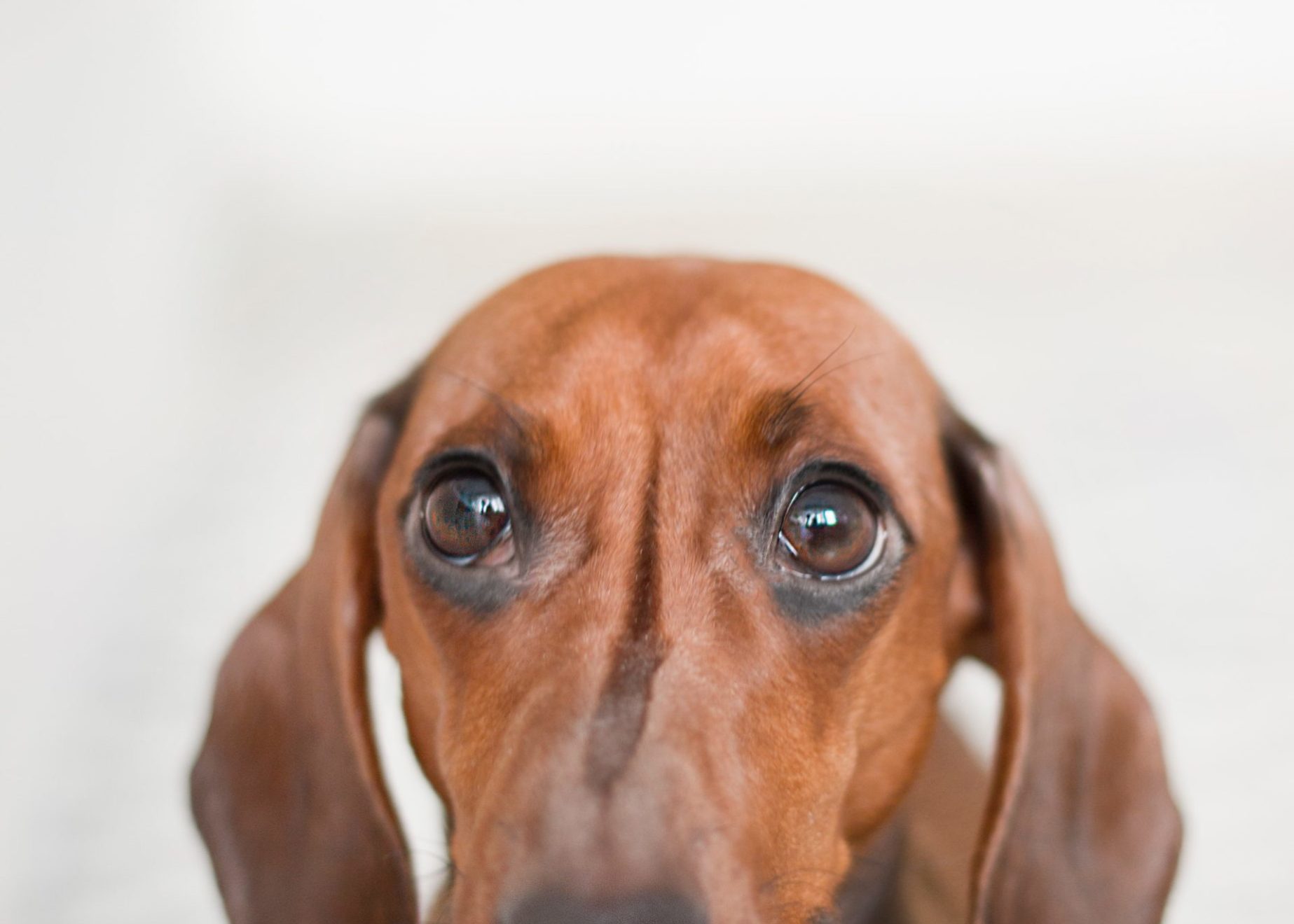 pexels-dominika-roseclay-895259