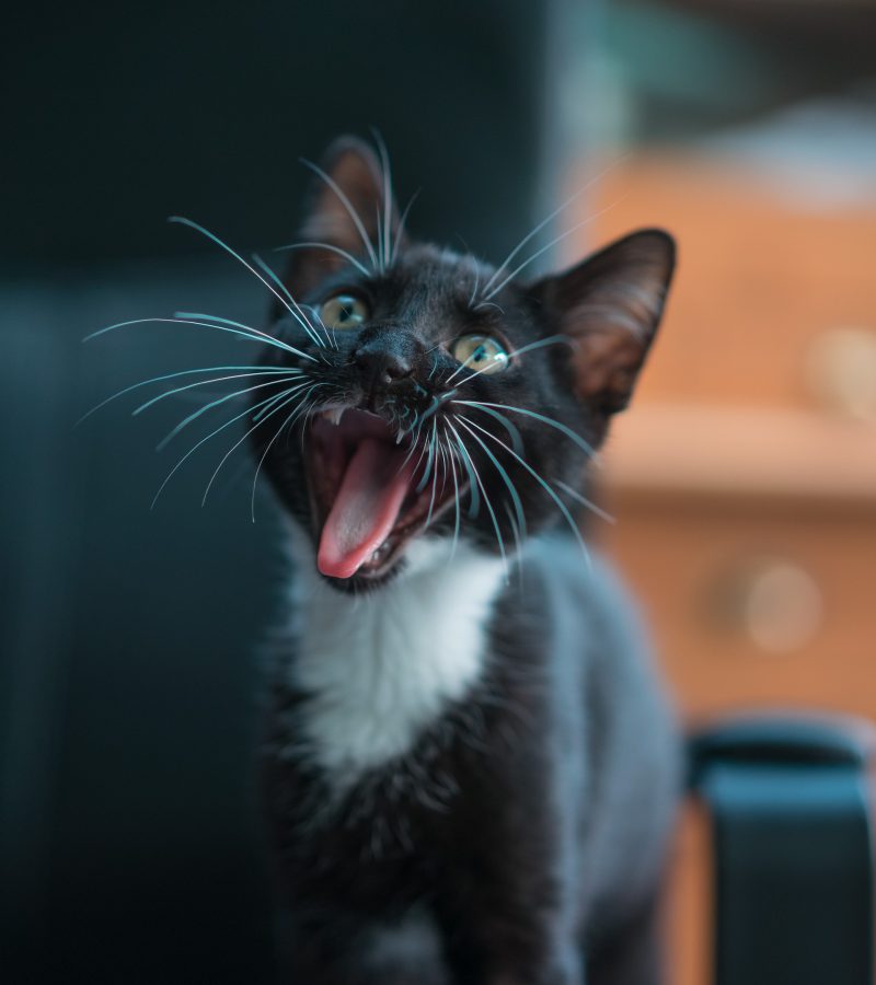 chippen en registreren katten