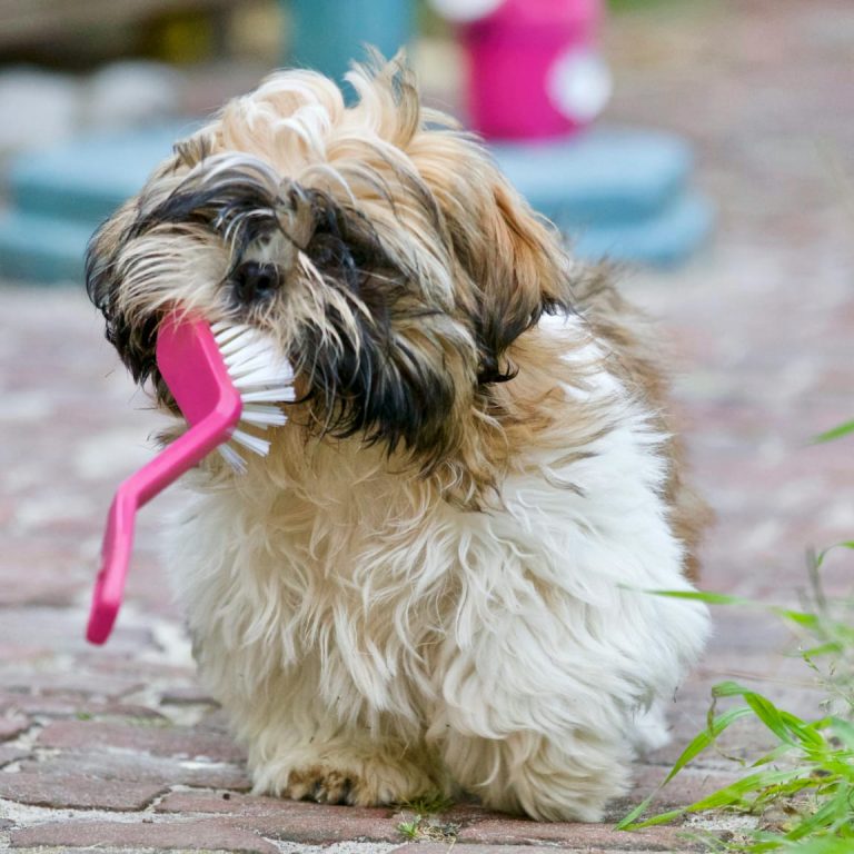 hond_borstel