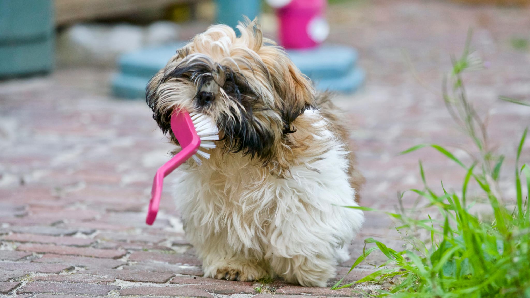 hond_borstel