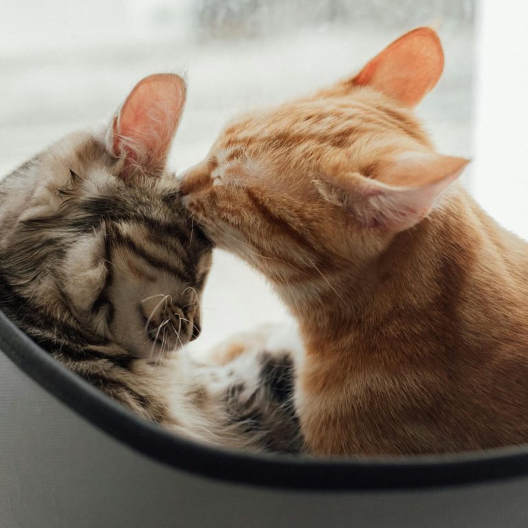 katten_verliefd