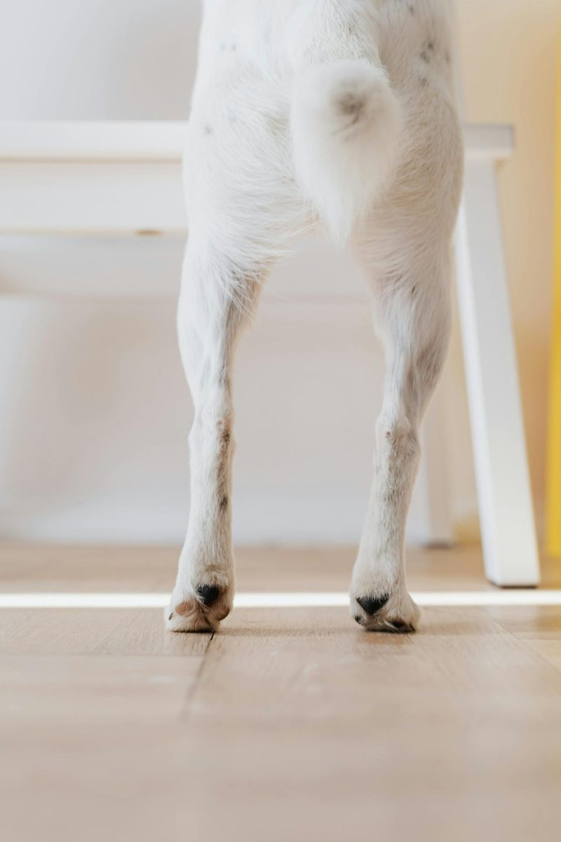 hond_heup