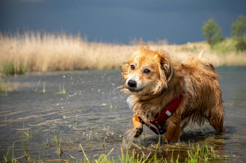 hond_in_water